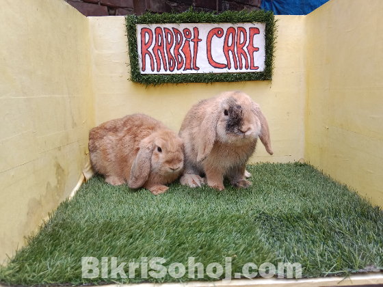 Holland lop/বিদেশি খরগোশ